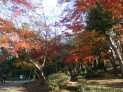 公園内の紅葉
